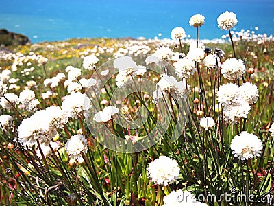 Wild flowers in Cabo da Roca near Sintra, Portugal, continental Europeâ€™s westernmost point Stock Photo